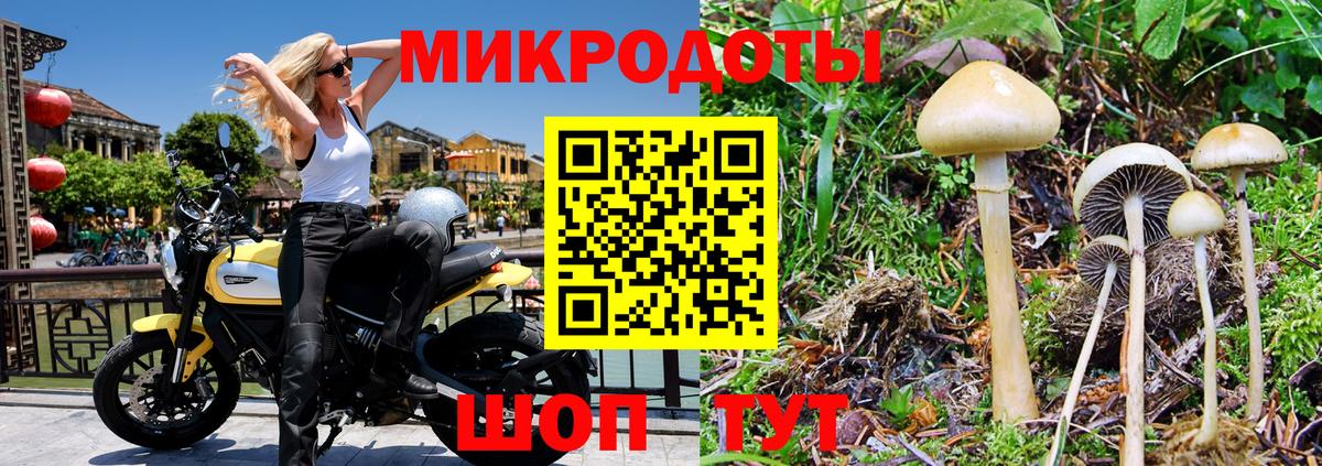 Псилоцибиновые грибы Cubensis  Гусь-Хрустальный 